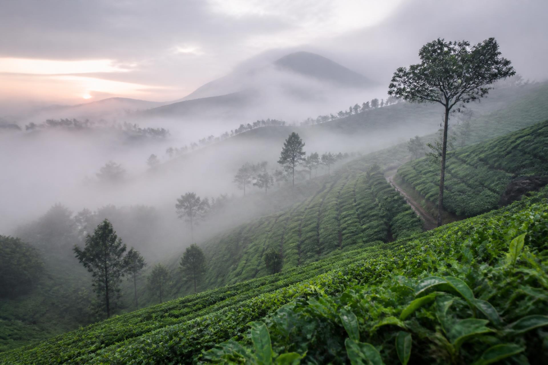 Clouds drifting across the tea plantation slopes near Grand Valley Resort, Munnar